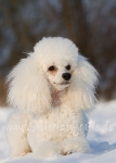 23 Prinzessin Lillifee